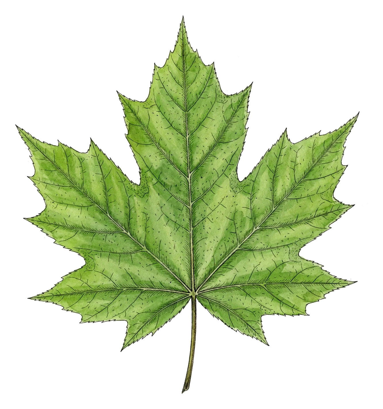 Bodhi green leaf
